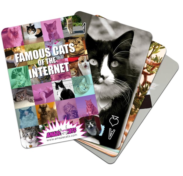Los 5 Gatos Más Adorables de Internet