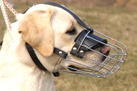 Cómo enseñar a tu perro a usar un bozal