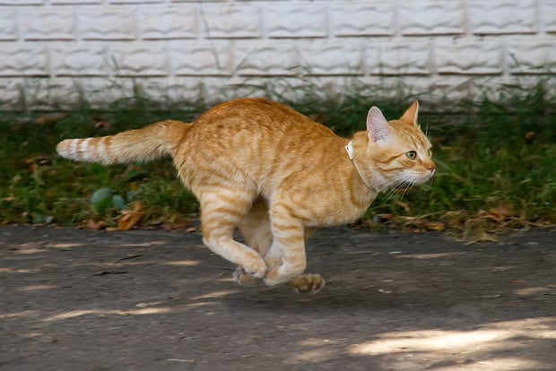 Help! My cat’s an escape artist