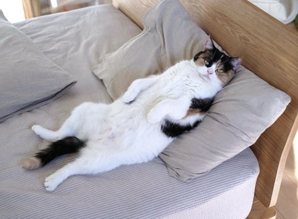 Cómo Presentarle a Tu Gato Su Propia Cama