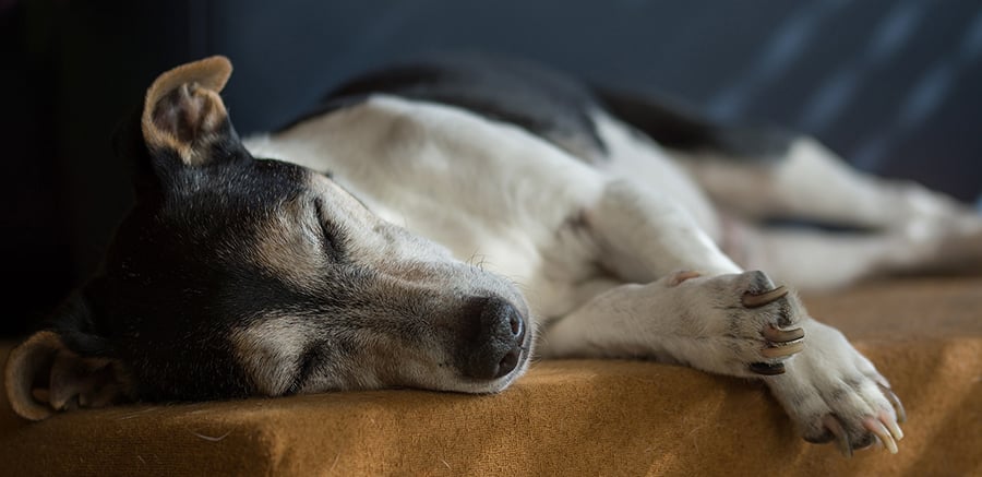 End-of-life care for pets