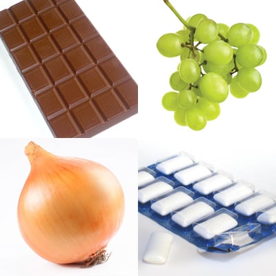 Read Before Offering Scraps to Your Dog! Some Surprisingly Poisonous Dog Treats.