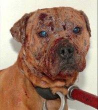 Incluso a pesar del terrible maltrato, estos animales abusados pueden ser readoptados y vivir vidas felices y plenas