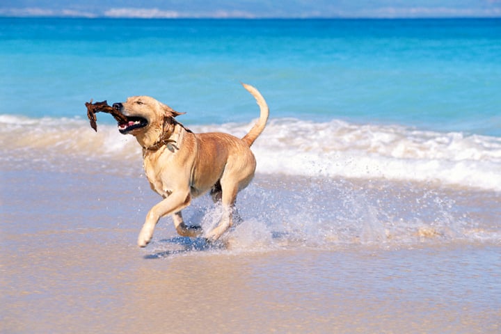 5 consejos para disfrutar de una excursión segura a la playa con tu perro