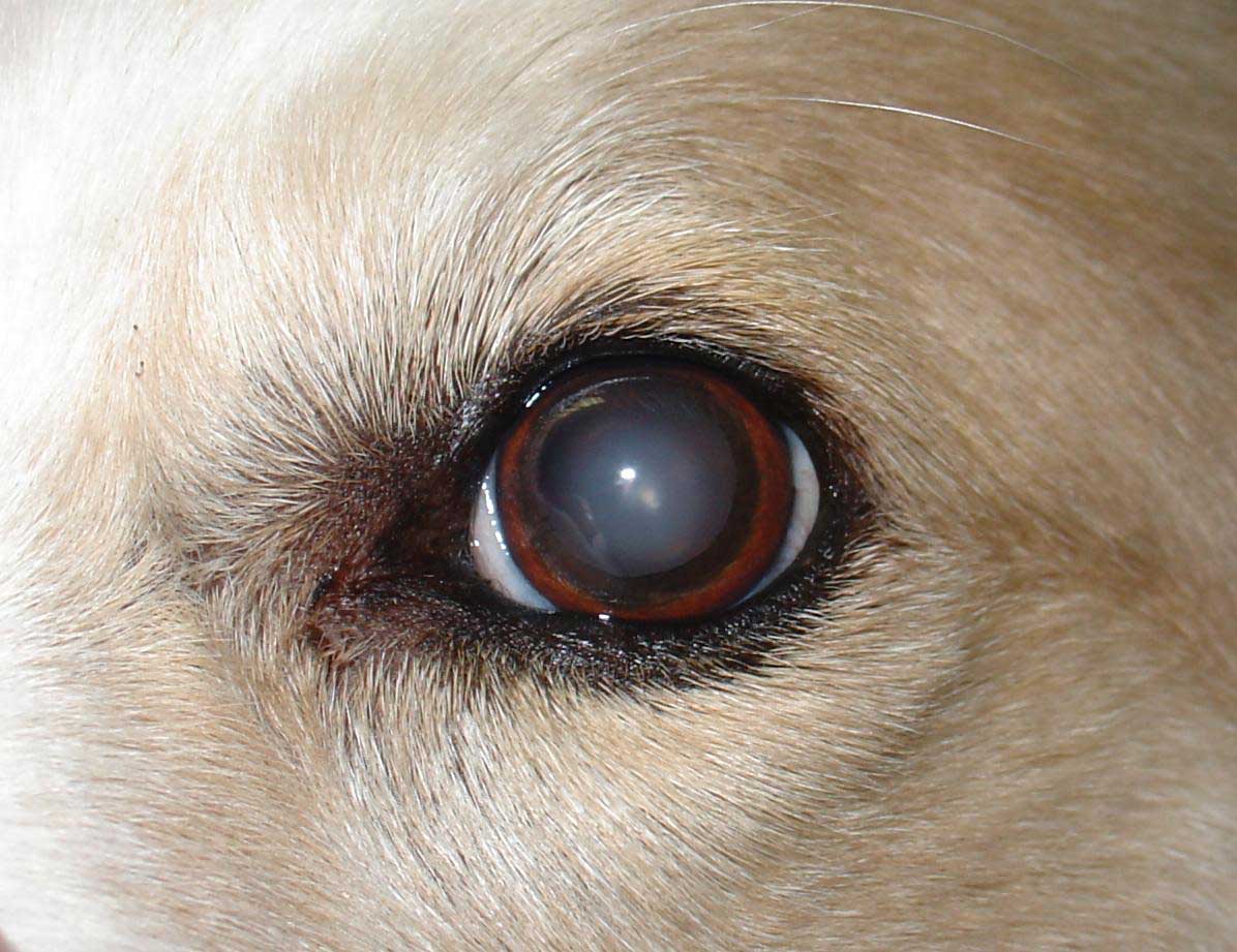 Irritaciones oculares en mascotas: los síntomas y lo que significan