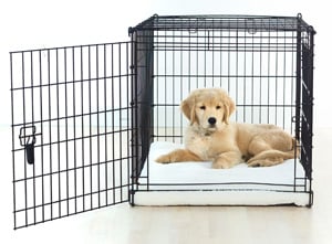 Cómo Entrenar a Tu Cachorro con Jaula