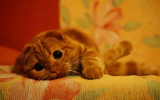 Qué Hacer Cuando Tu Gato Se Pone Celoso