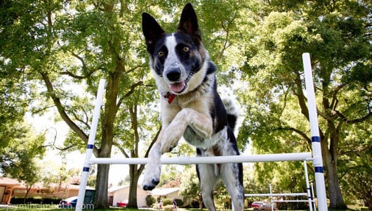 10 Razones por las que el Entrenamiento de Agilidad es tan Beneficioso para tu Perro