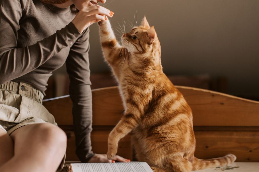 Keep Those Paws Moving! How to Keep Your Indoor Cat Active