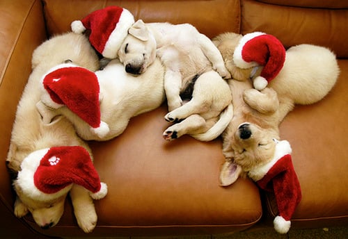 10 Excelentes Ideas de Regalos de Navidad para Tu Perro
