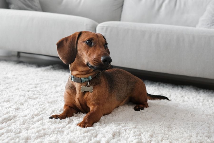 Apartments and Dogs – How to Thrive in Small Space