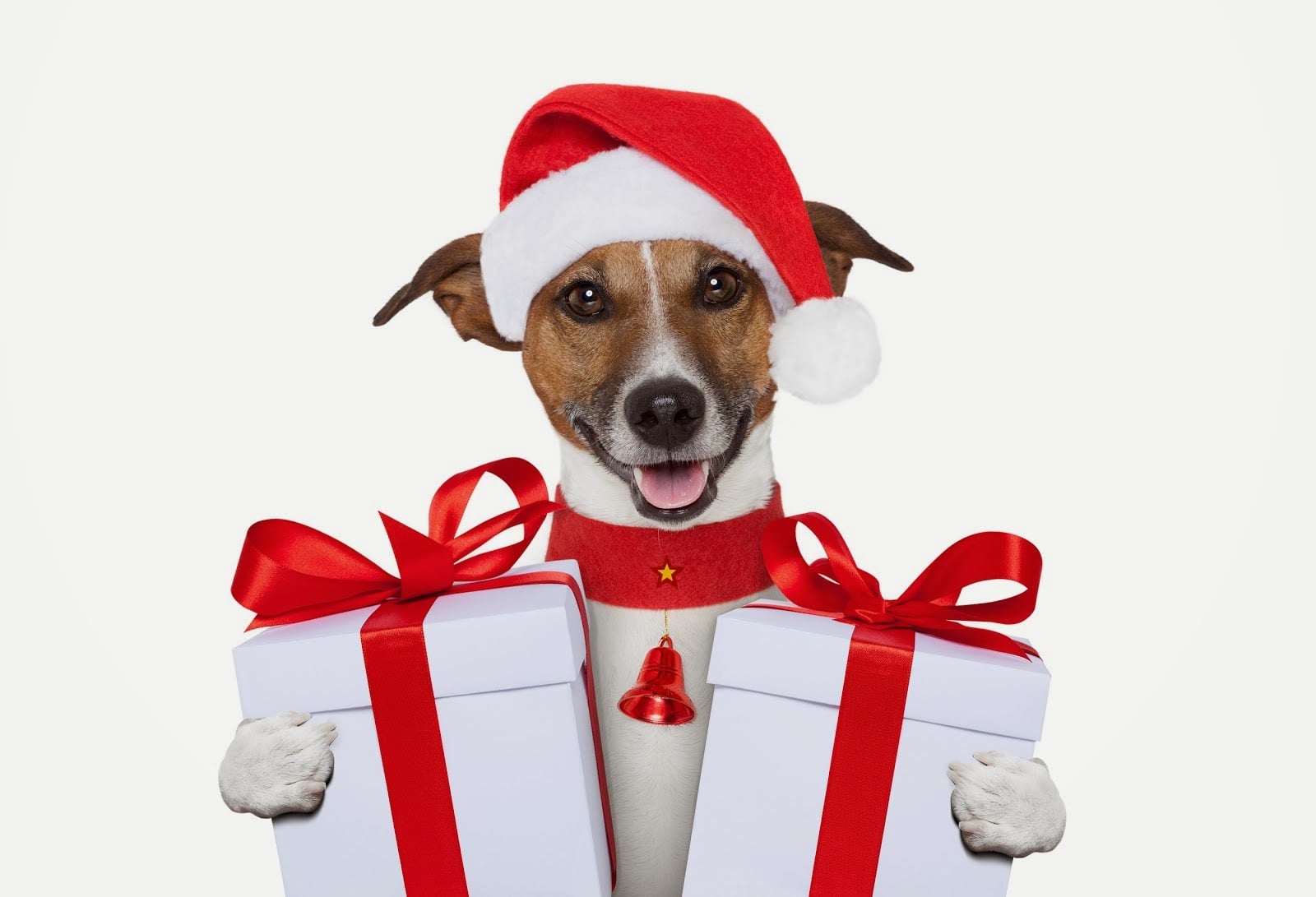Guía de Regalos Navideños para Perros