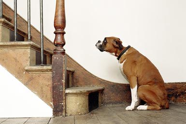 Cómo ayudar a tu perro a superar su miedo a las escaleras