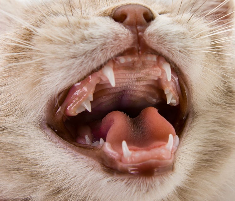 Is your cat suffering from dental disease?