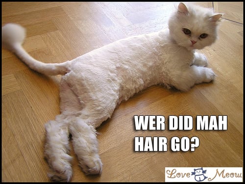 Descubriendo el Problema del Exceso de Pelo