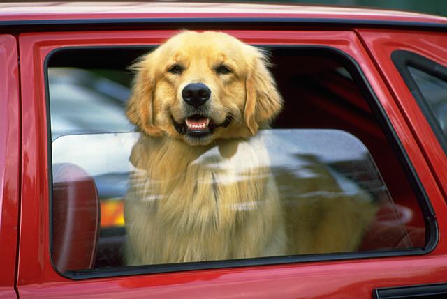 Barrera para Perros en el Coche