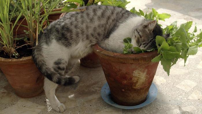 Why some cats go crazy for catnip