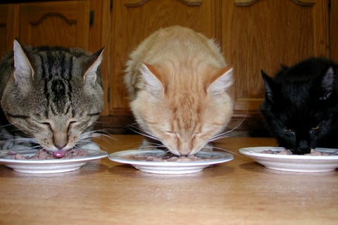8 Alimentos Humanos Que Son Peligrosos para los Gatos
