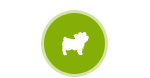 Small Dogs