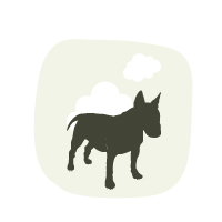 Medium Dogs
