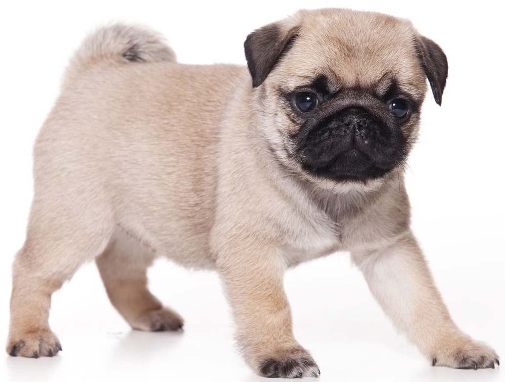 Pug Parasite Prevention