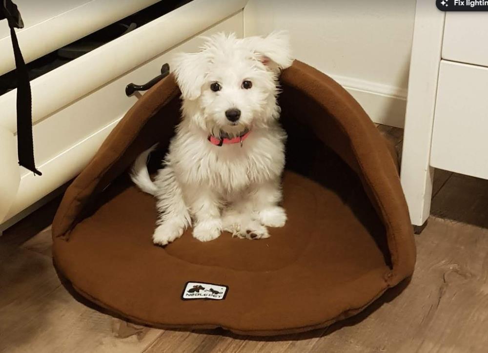 Customer review photo